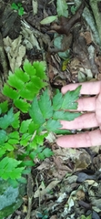 Adiantum pentadactylon