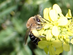 Colletes dimidiatus