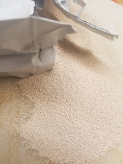 Saccharomyces cerevisiae