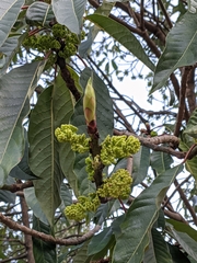 Daphniphyllum himalaense