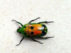 Heterorrhina sexmaculata