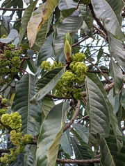 Daphniphyllum himalaense