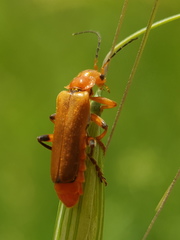 Cantharis melaspoides