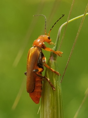 Cantharis melaspoides
