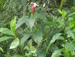 Costus atlanticus