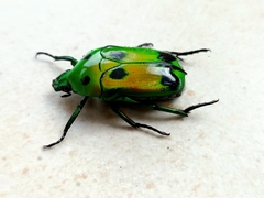 Heterorrhina sexmaculata