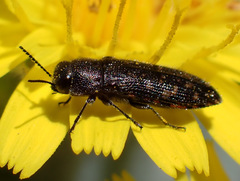 Acmaeodera cisti