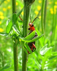 Cantharis pellucida