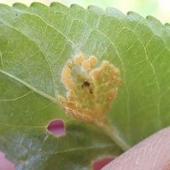 Melampsora rostrupii