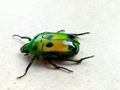 Heterorrhina sexmaculata