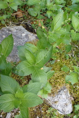 Melampsora rostrupii