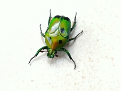 Heterorrhina sexmaculata