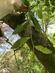 Nothofagus obliqua