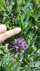 Passiflora subrotunda