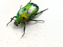 Heterorrhina sexmaculata