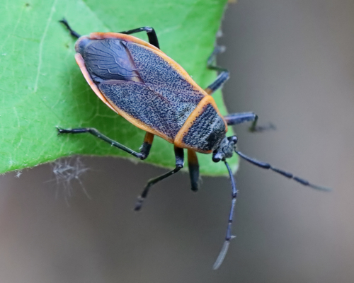 Eastern Bordered Plant Bug photo 4