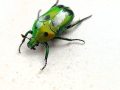 Heterorrhina sexmaculata