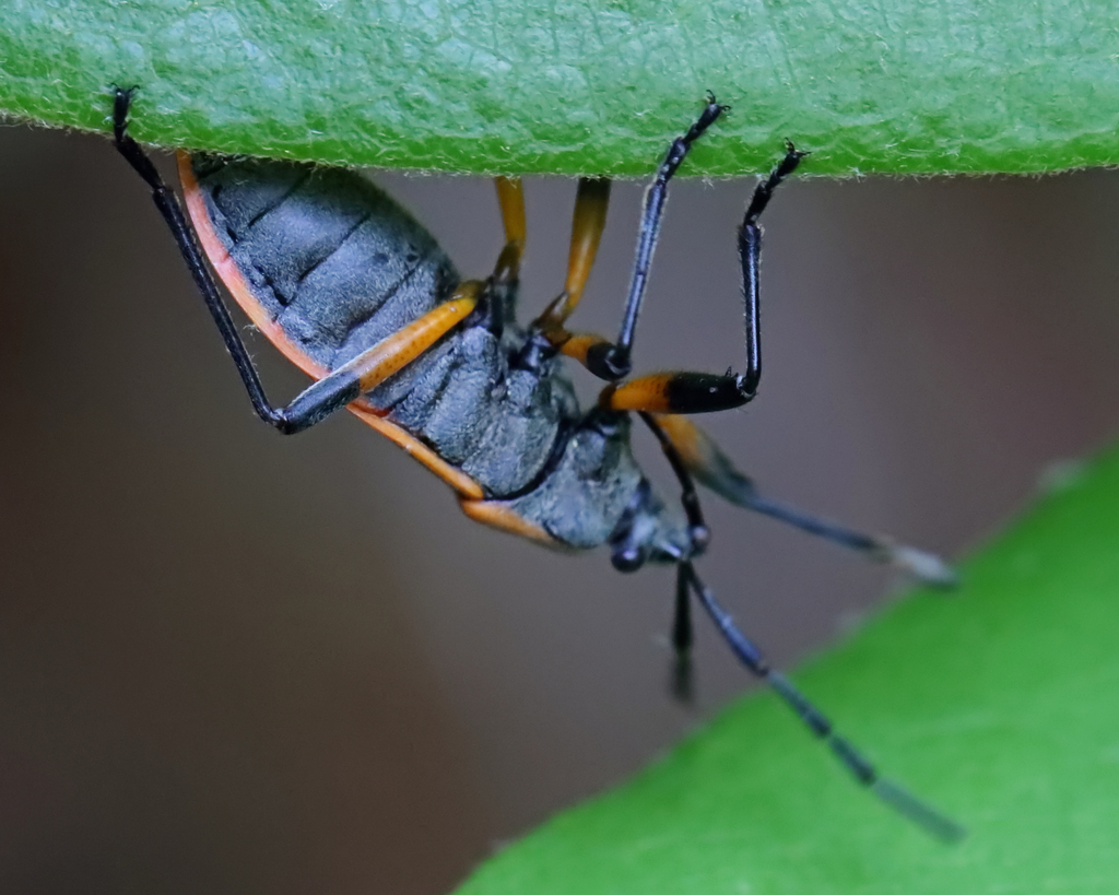 Eastern Bordered Plant Bug