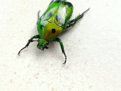 Heterorrhina sexmaculata