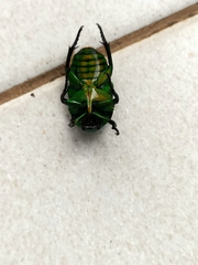 Heterorrhina sexmaculata