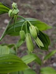 Disporum