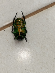 Heterorrhina sexmaculata