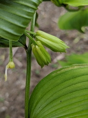 Disporum