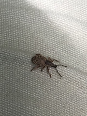 Otiorhynchus singularis