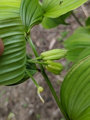 Disporum