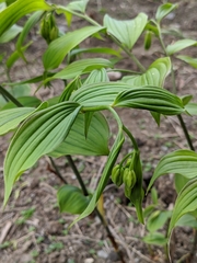 Disporum