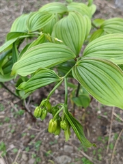 Disporum