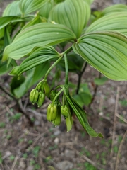 Disporum