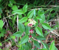 Vicia oroboides