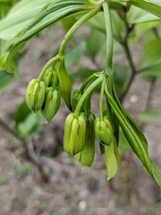 Disporum