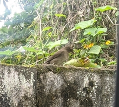 Turdus ignobilis