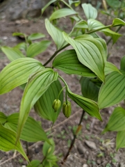 Disporum