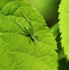 Poecilimon schmidtii