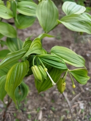 Disporum