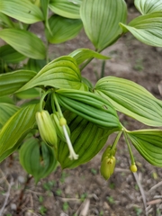 Disporum
