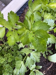 Levisticum officinale