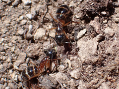 Camponotus hesperius