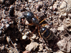 Camponotus hesperius