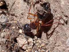 Camponotus hesperius