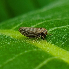 Agallia quadripunctata