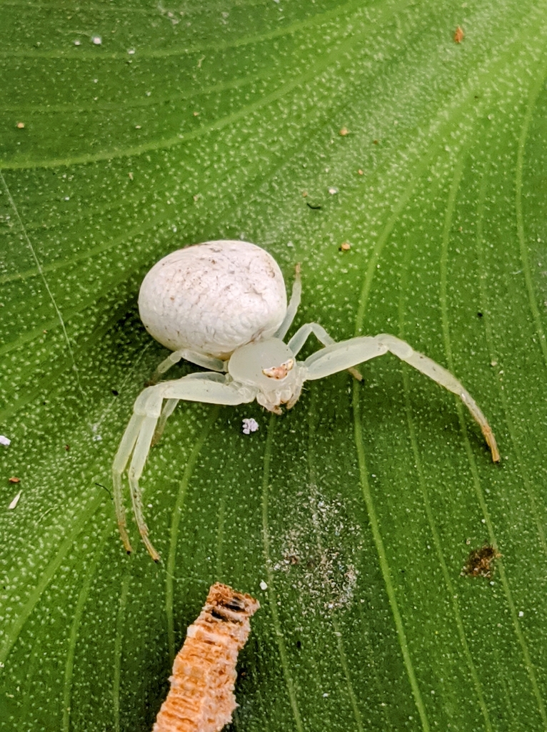Misumessus quinteroi