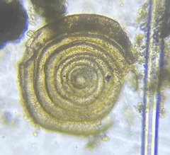 Cornuspira involvens