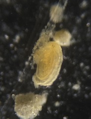 Cornuspira involvens