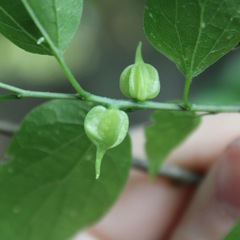 Celticecis semenrumicis