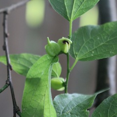 Celticecis semenrumicis