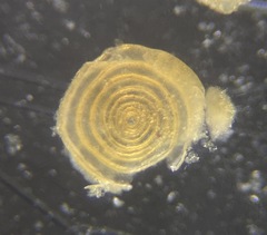Cornuspira involvens